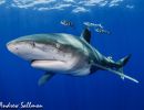 oceanic white tip shark edit