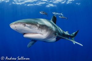 oceanic white tip shark edit