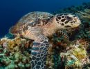 sea turtle   hawksbill edit